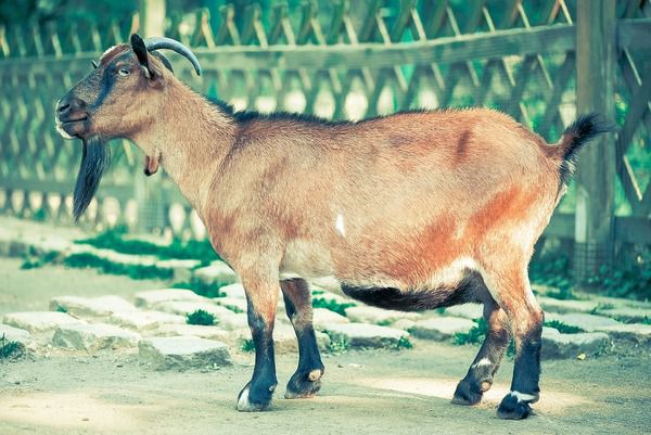 У Сербії коза з’їла 20 тисяч євро своїх господарів