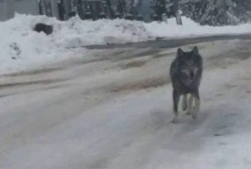 На Бережанщині селами гуляв вовк і пошматував двох людей
