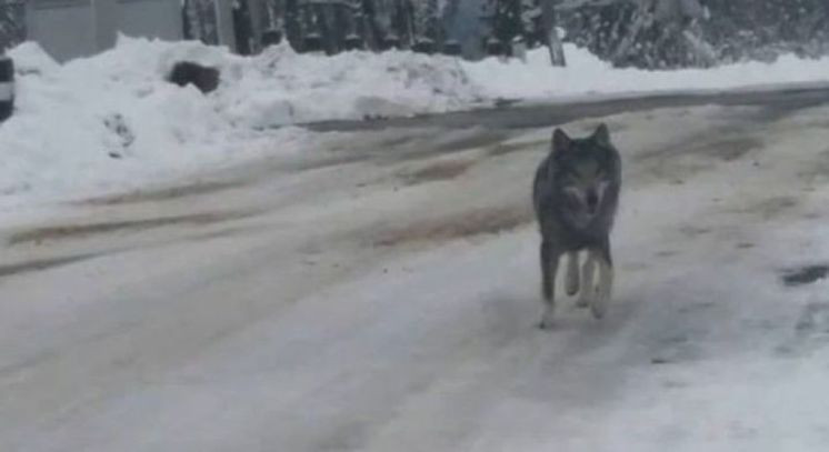 На Бережанщині селами гуляв вовк і пошматував двох людей