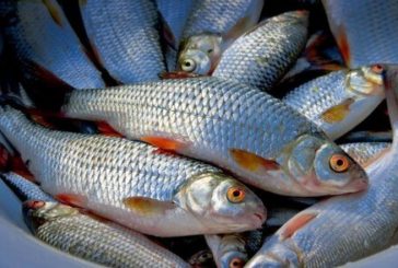 Браконьєри «працюють»: на ринку Збаража продавали 39 кг «незаконної» риби