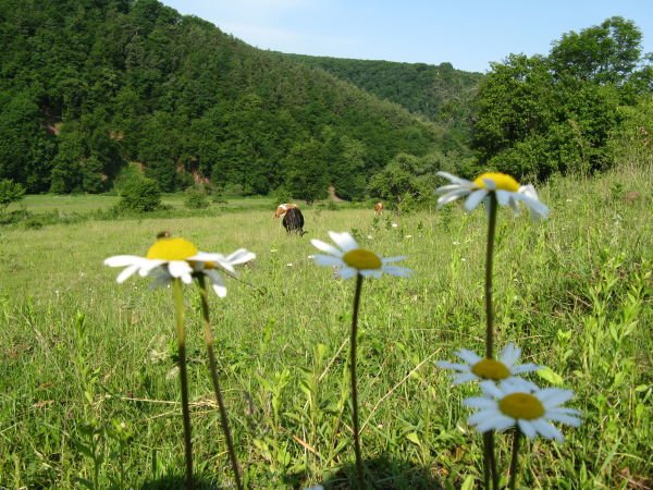 Тернопільщина – у топ-5 найбільш екологічно чистих регіонів України