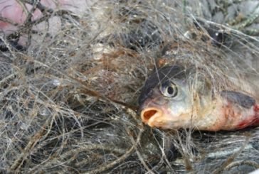 Торік на Тернопільщині рибпатрульні вилучили більше тонни незаконної риби