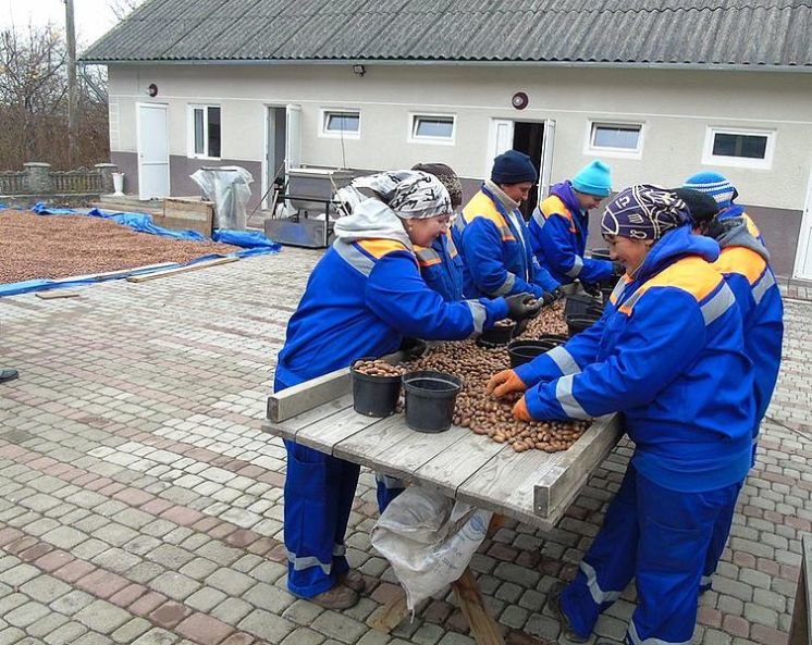 На Тернопільщині заготовили більше 61 тонни лісового насіння (ФОТО)