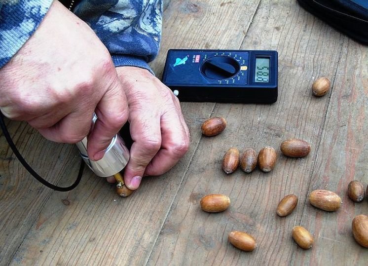 Чортківські лісівники заготовили 13,7 тонн насіння жолудя (ФОТО)