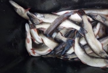 Тернопільський рибпатруль вилучив у грудні в браконьєрів 77 кг риби