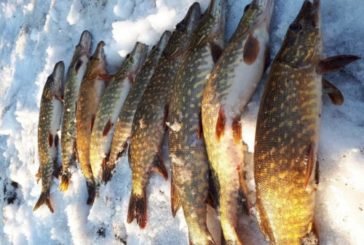 На Тернопільщині за тиждень у браконьєрів вилучили 59 кг риби