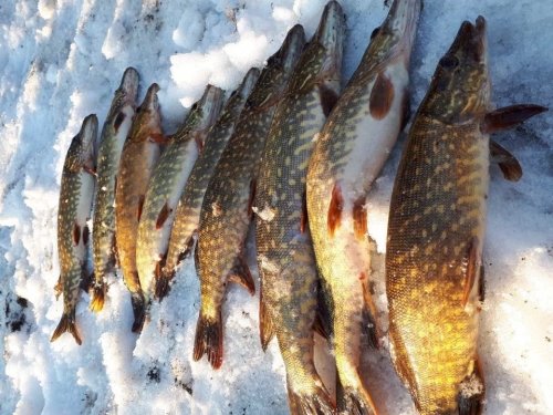 На Тернопільщині за тиждень у браконьєрів вилучили 59 кг риби