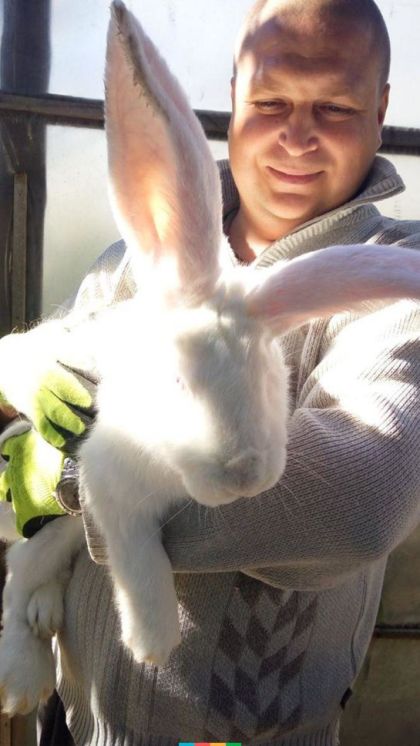 На Тернопільщині чоловік виростив гігантського кроля (ФОТО)