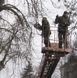 У тернопільських парках здійснюють санітарну обрізку дерев
