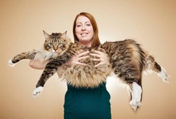 Можете уявити майже півтораметрового кота?