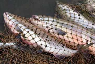 Браконьєри на Тернопільщині наловили в січні 274 кг незаконної риби