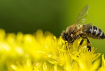 Баварці вимагають від влади посадити квіти для бджіл