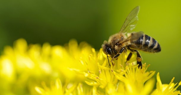 На Шумщині селяни звинувачують агрофірму у масовому отруєнні бджіл