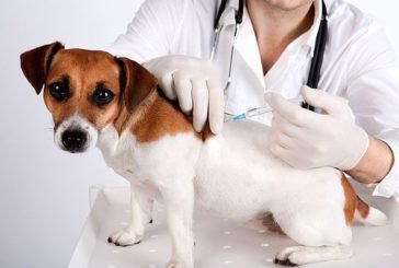У Тернополі безкоштовно вакцинуватимуть проти сказу домашніх тварин