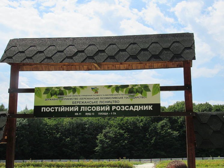 Лісівники Тернопільщини висадять 3,5 мільйонів дерев (ФОТО)