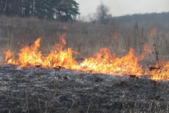 На Тернопільщині суха трава горить гектарами