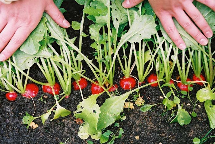 П’ять правил вирощування смачної редиски