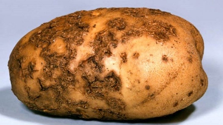 На Тернопільщину із Польщі хотіли завезти 20 тонн «хворої» на рак картоплі (ФОТО)
