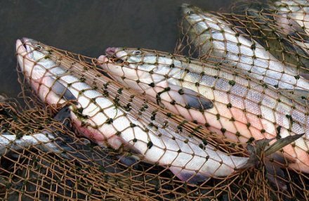 На Тернопільщині браконьєр наловив сітками 40 кг риби. За це пішов до суду    Теребовлянським