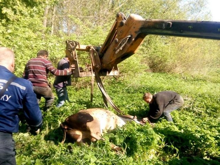 На Бучаччині рятувальники визволяли із 3-метрового колодязя корову (ФОТО)