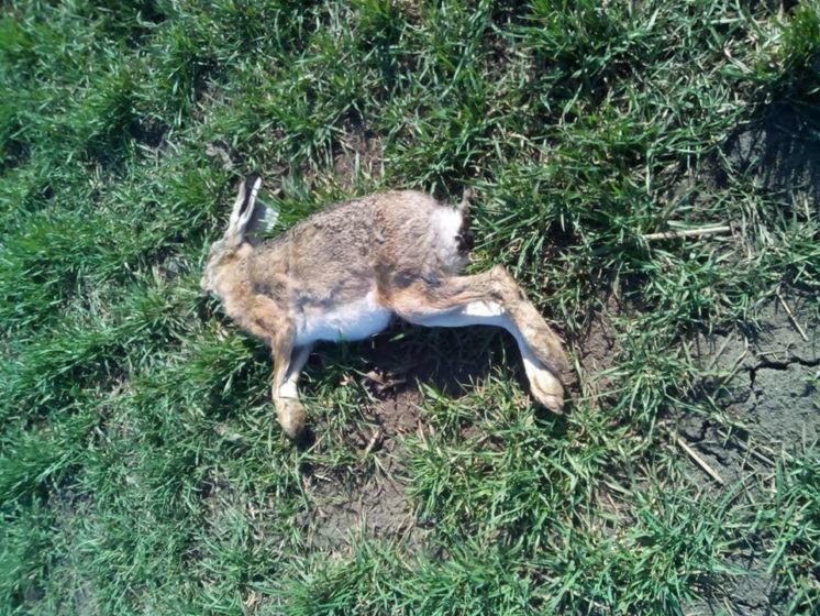 За загибель мисливських тварин у Тернопільському районі аграрії будуть відповідити