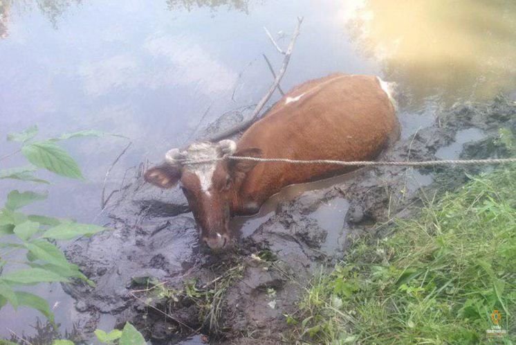 Засмоктало по горло. Як на Тернопільщині рятувальники витягали корову з болота (ФОТО)