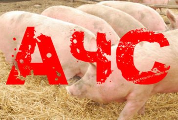 Африканська чума свиней: чи довго платитиме Тернопільщина за свою байдужість?