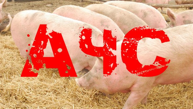 Африканська чума свиней: чи довго платитиме Тернопільщина за свою байдужість?