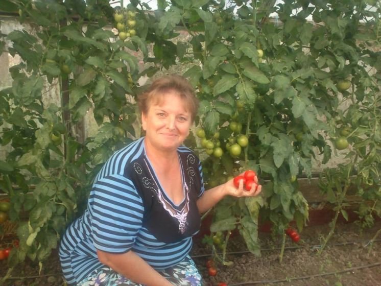 Незвичайні помідори зі смаком полуниць, яблук і навіть молока: Марія Марко з Полупанівки Підволочиського району вирощує понад 150 колекційних сортів томатів (фото)