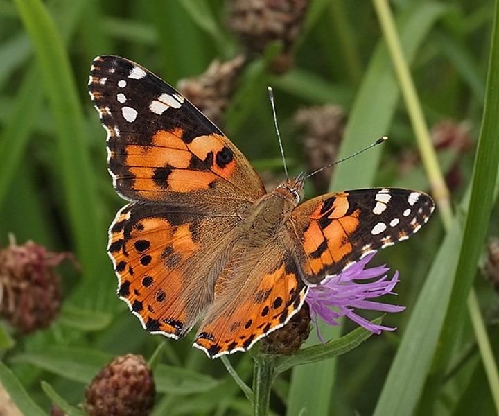 У заповіднику «Медобори» на Тернопільщині – нашестя метеликів Vanessa cardui