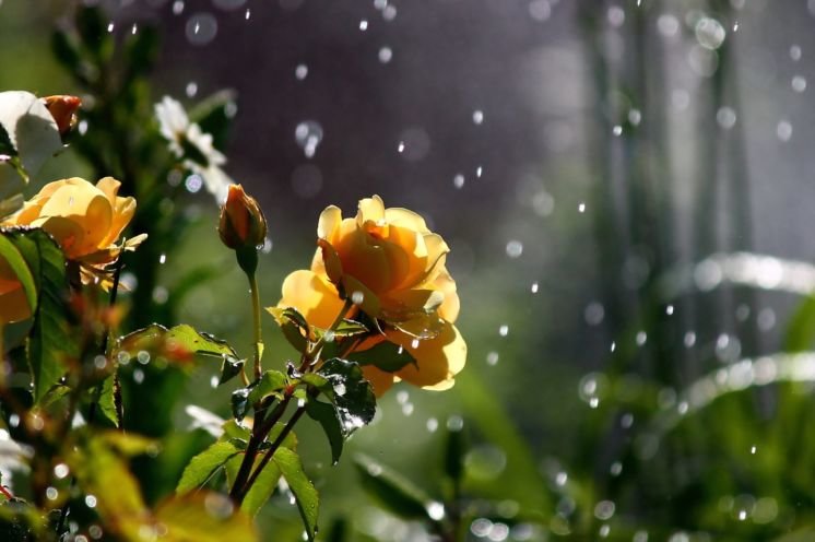Не забудьте парасольки: сьогодні на Тернопільщині обіцяють дощі і грози