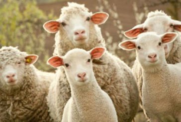 В аеропорту Брюсселя «найняли» овець для стрижки трави