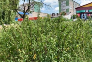 Кропива, будяки, некошена трава: новий «дизайн» тернопільських газонів (ФОТО)