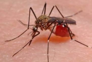 Сезон комарів у розпалі: чим небезпечні укуси цих комах і як вберегтися від них, радять тернопільські фахівці
