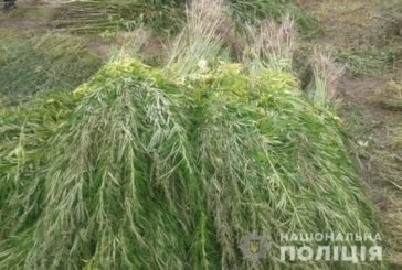 Жителька Шумщини вирощувала на городі три тисячі рослин коноплі