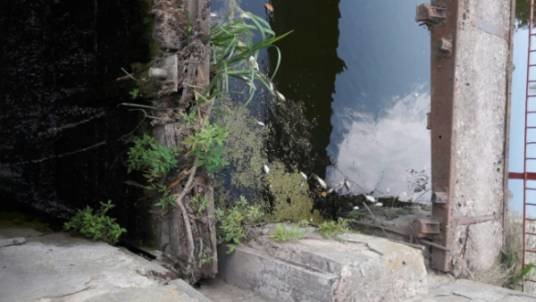 Чому в річці Збруч на Борщівщині загинула риба? (ФОТО)