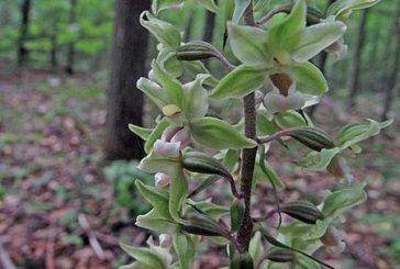 У заповіднику «Медобори» на Тернопільщині розквітла рідкісна дика орхідея (ФОТО)