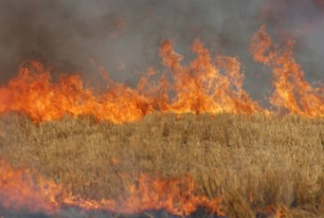 На Гусятинщині згоріло 1,7 гектарів пшениці