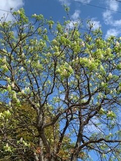 Серпневе диво: у Тернополі цвіте каштан (ФОТО)