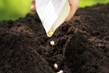 Сіємо осіннє добриво: сидерати збагачують ґрунт азотом і рятують від бур’янів