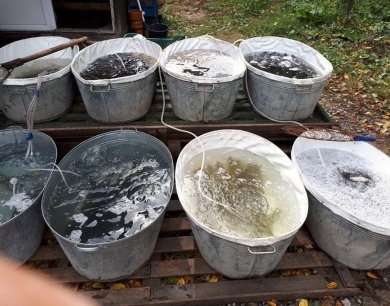 На Тернопільщині протягом тижня браконьєри наловили 184 кг риби