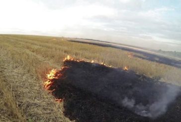 На Теребовлянщині ледь не згоріло 3 гектари кукурудзи