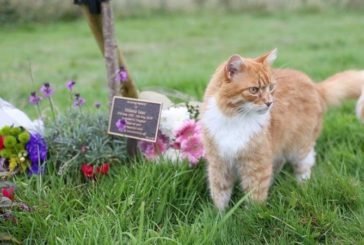 В Англії живе «похоронний кіт»
