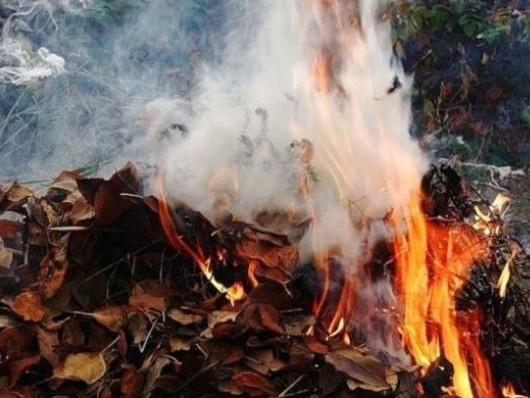 Жителям Тернопільщини на замітку: спалювання листя несе шкоду для здоров’я та передбачає штраф