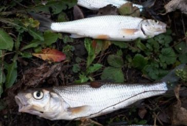 На Лановеччині браконьєри ловили червонокнижну рибу (ФОТО)