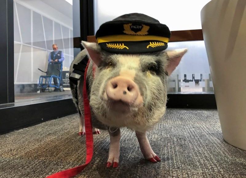 В аеропорту Сан-Франциско працює свиня-терапевт