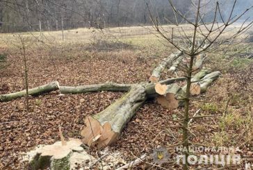 На Тернопільщині порізали дерева на території заповідника