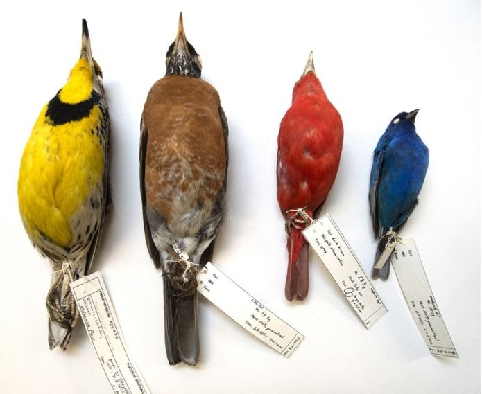 Через глобальне потепління розмір птахів став меншим