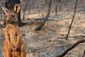 Від пожеж в Австралії загинуло близько 1,25 мільярдів тварин