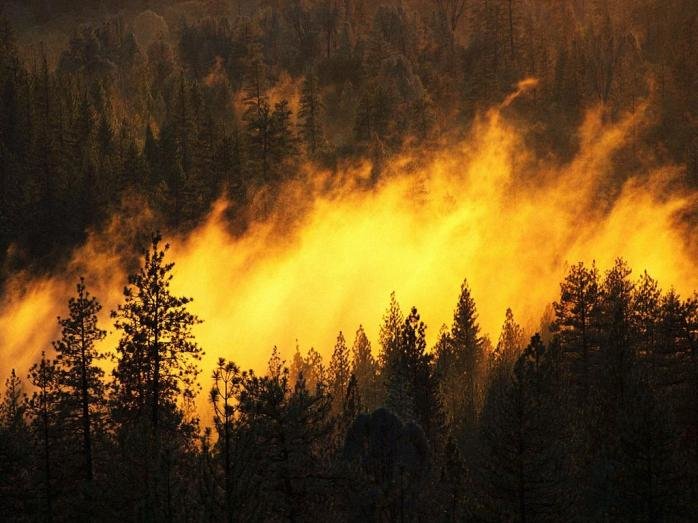 Зміни клімату та вирубка дерев провокують лісові пожежі у світі